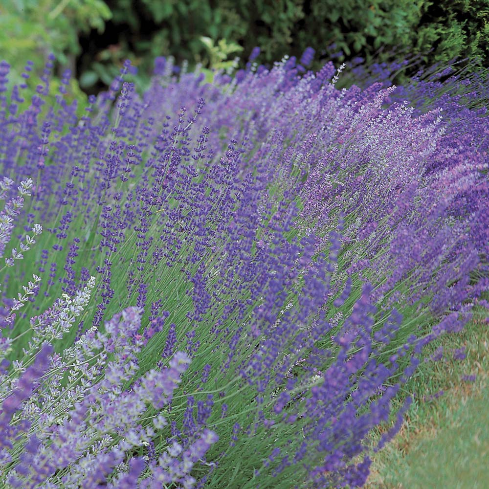 A Lavender Field