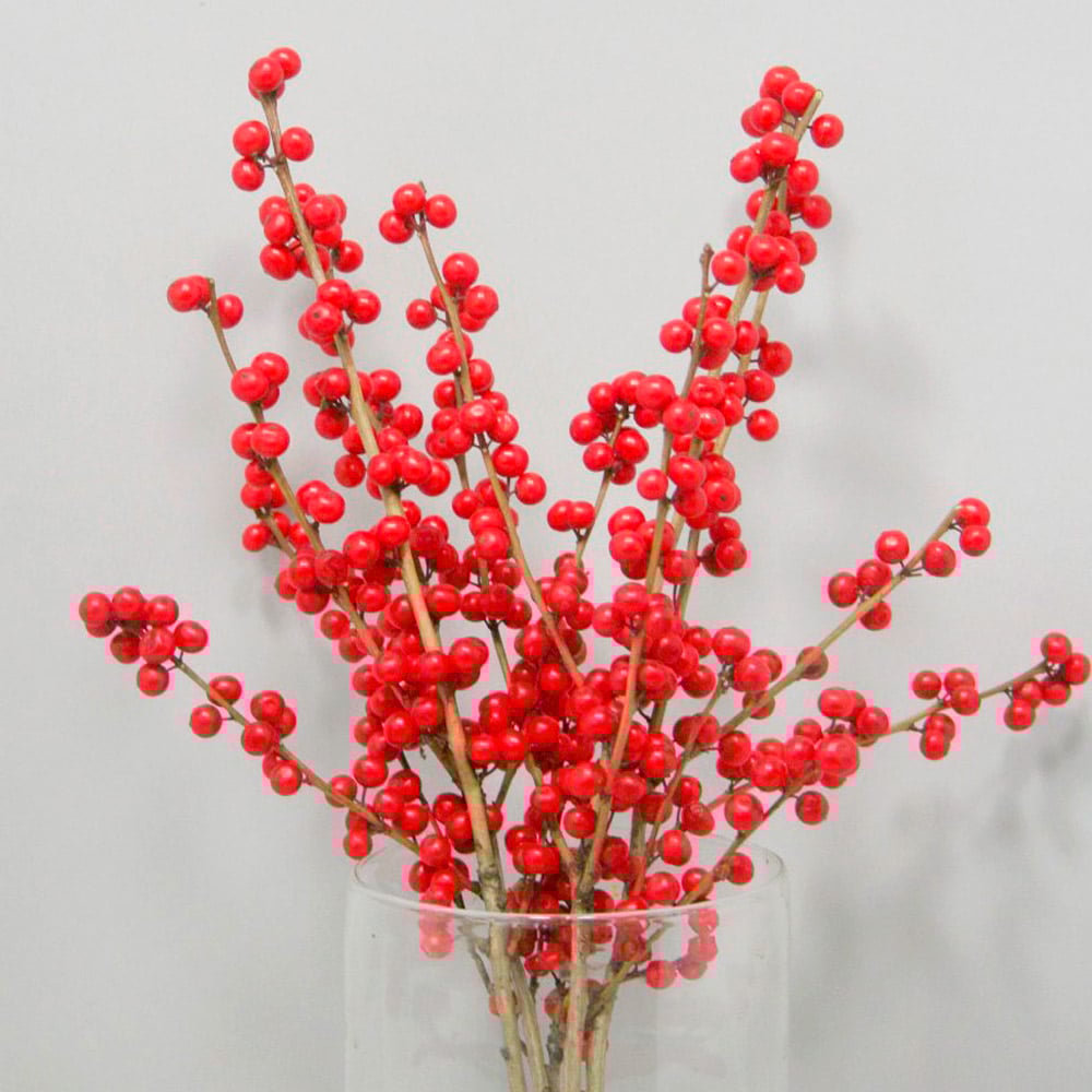 Ilex verticillata Magical® Winter Jewel