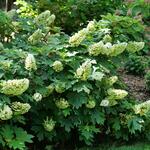  Hydrangea quercifolia Gatsby Glow Ball™