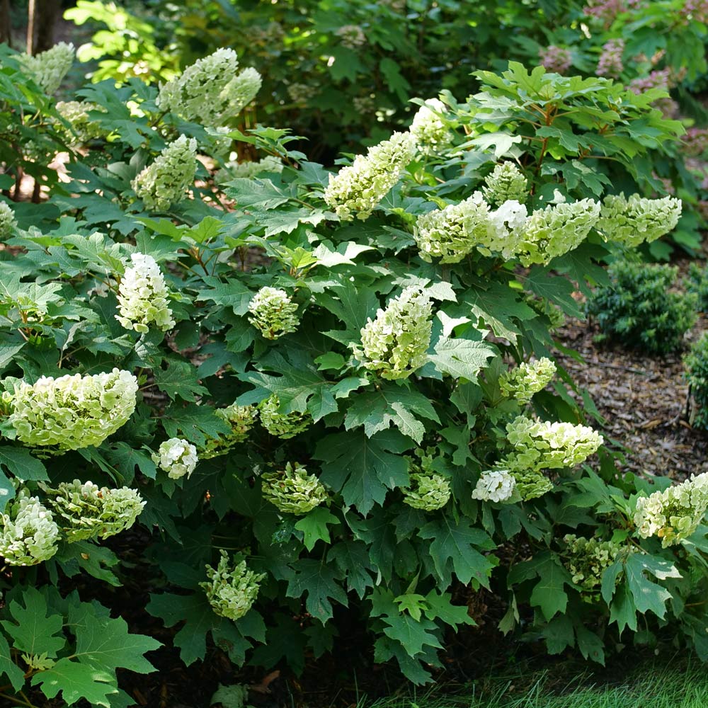 Hydrangea quercifolia Gatsby Glow Ball™