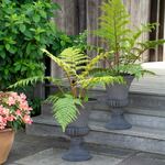 Tropical Patio for Shade & Part Shade
