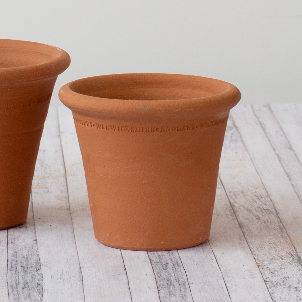 Aster Pollinator Classic Terra Cotta