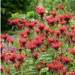 Bee Balm