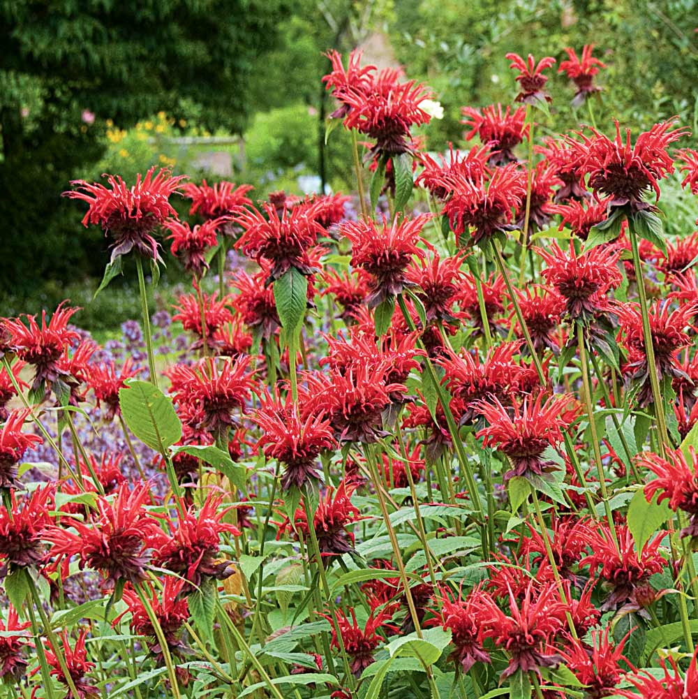 Bee Balm