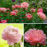  Award-Winning Peony Trio