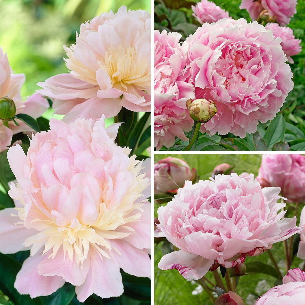 Gorgeous Fragrant Basket of White Peonies and Hydrangea