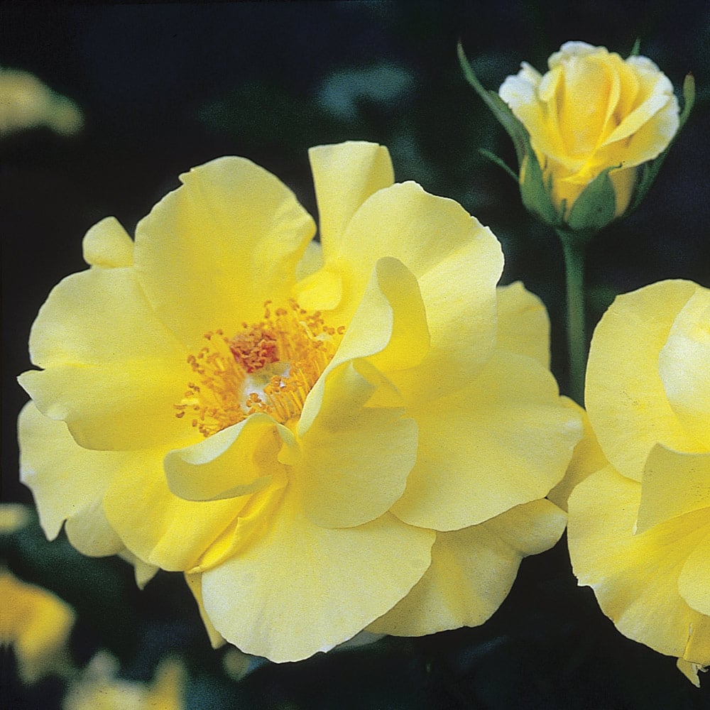 Rose 'Golden Showers'