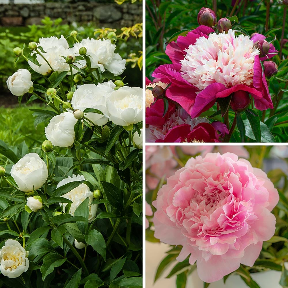 Fragrant Peony Collection