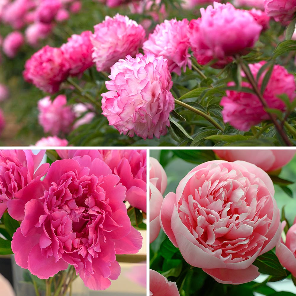 Uncommon Treasures Peony Trio