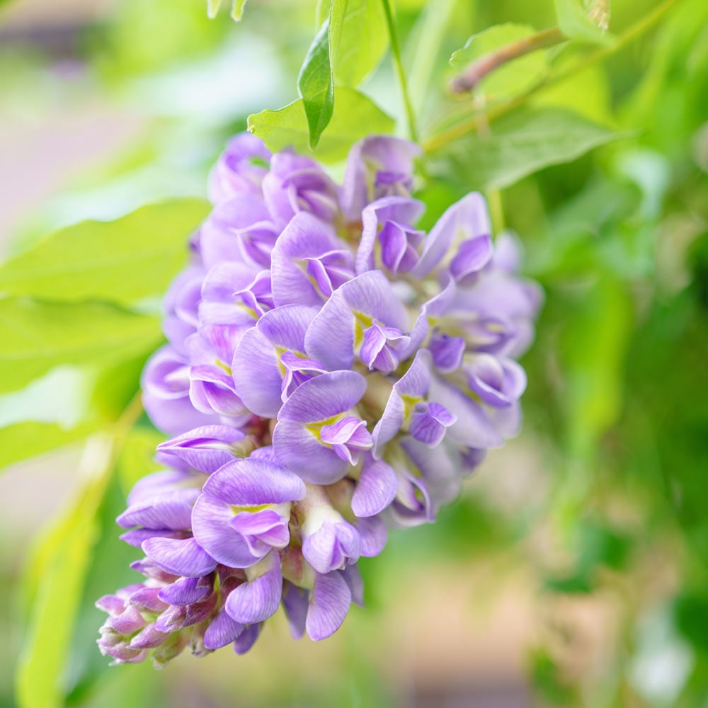 Wisteria frutescens 'Amethyst Falls'