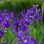  Iris sibirica 'Caesar's Brother'