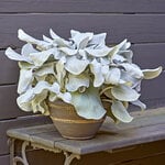  Senecio candicans Angel Wings®