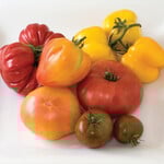  Set of 6 Heirloom Tomatoes