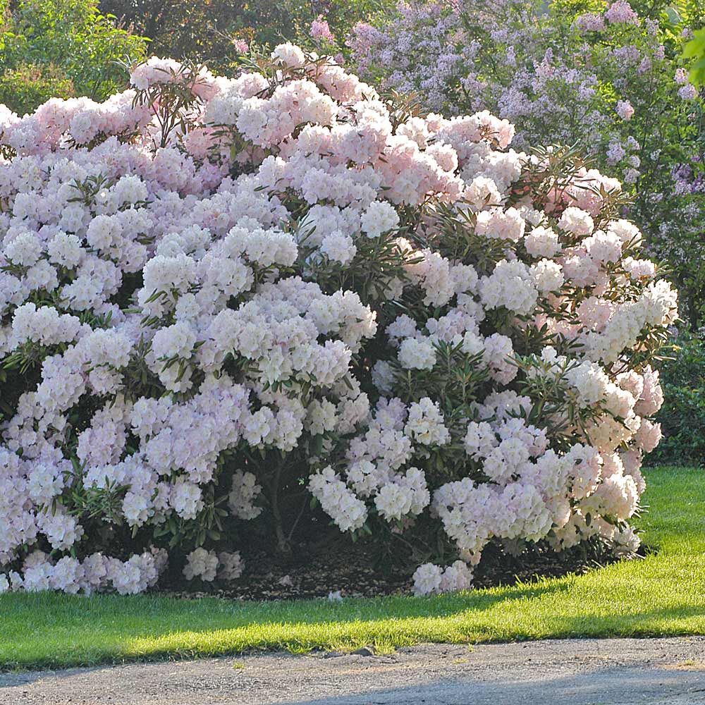 Rhododendron 'Jane Grant' | White Flower Farm
