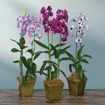  Three Months of Dendrobium Orchids - Grower's Choice