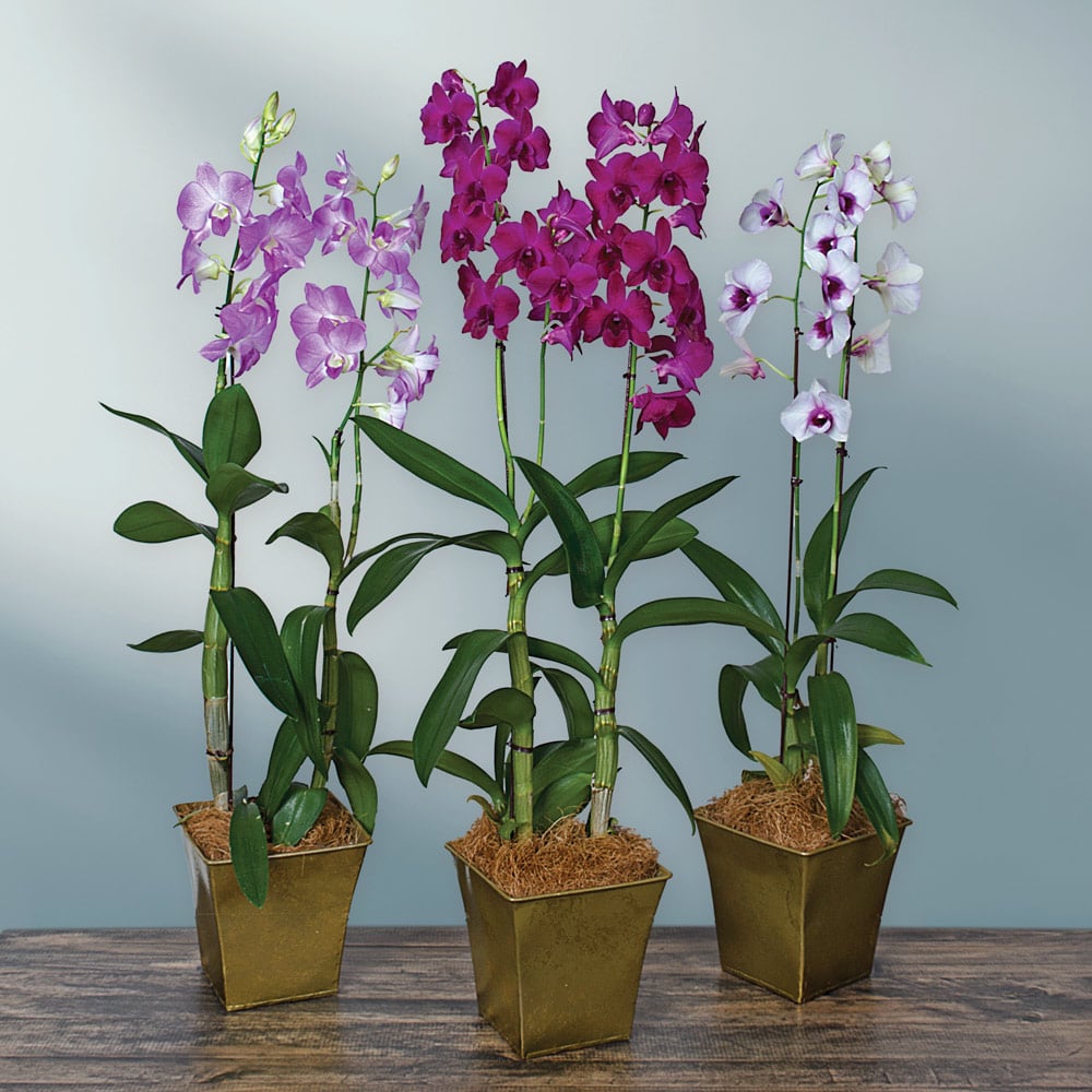 Three Months of Dendrobium Orchids - Grower's Choice