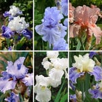  Summer Twilight Bearded Iris Collection - 6 plants