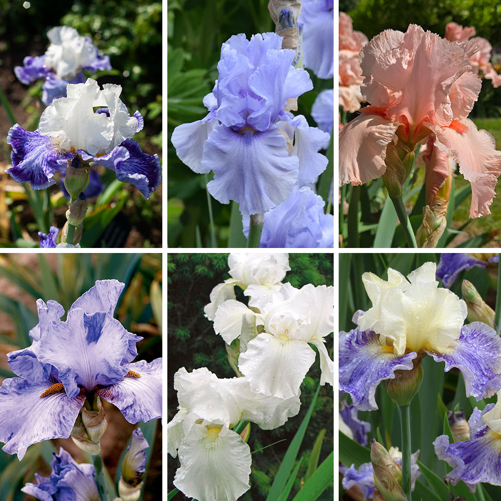 Summer Twilight Bearded Iris Collection - 6 plants