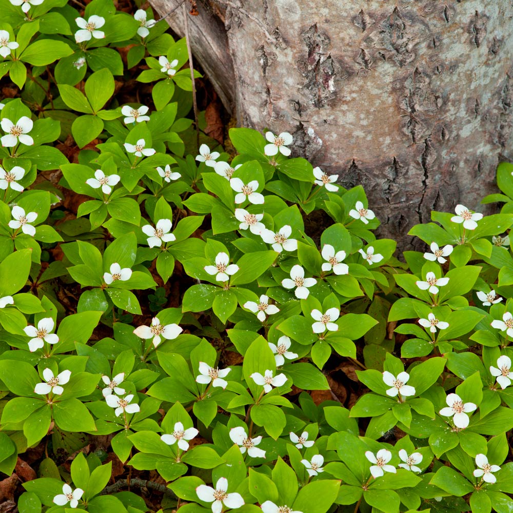 Cornus canadensis