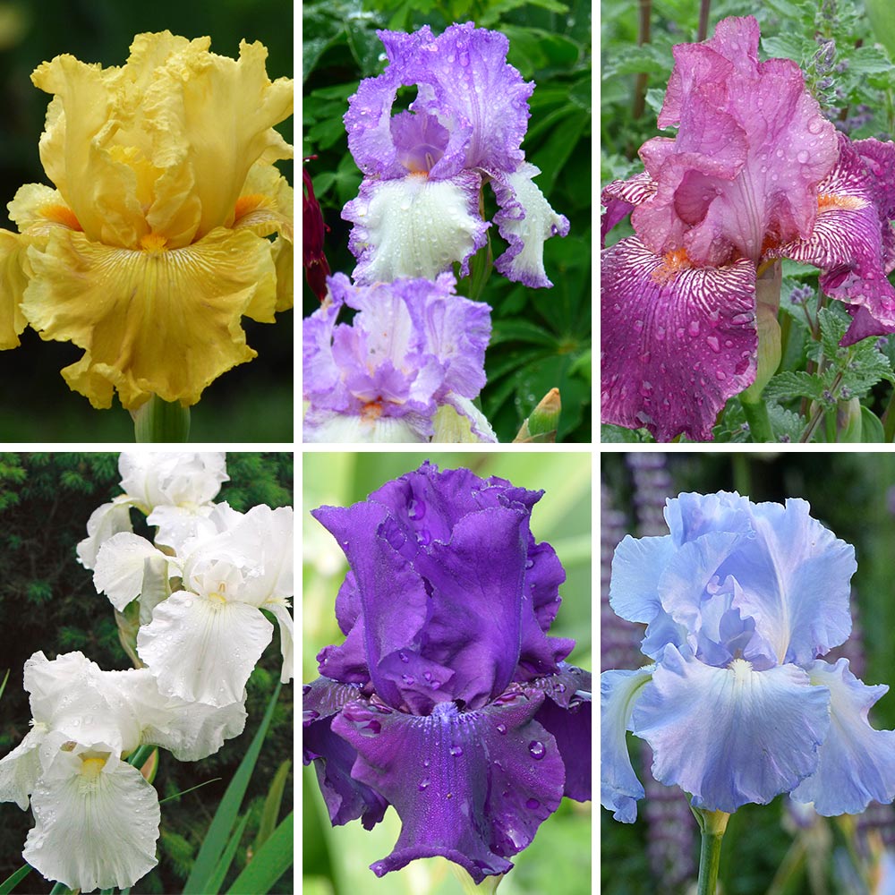 Reblooming Tall Bearded Iris Collection