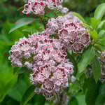  Kalmia latifolia 'Carousel'