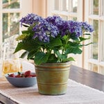  Blue Hydrangea in metal cachepot