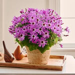 March - Cineraria