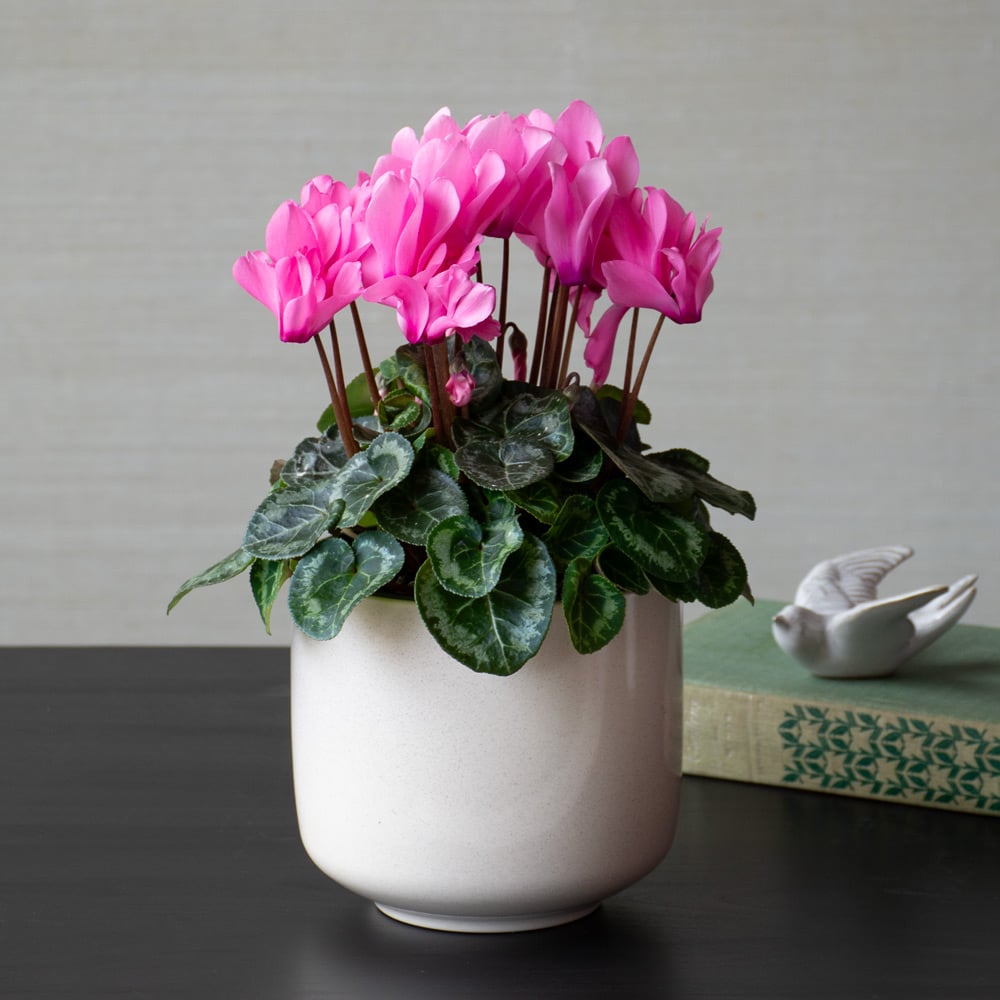 Months of Flowering Houseplants | White Flower Farm