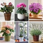  Months of Flowering Houseplants