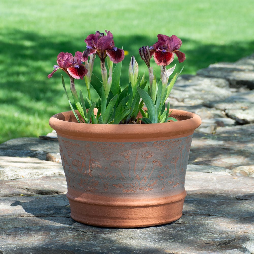 Whichford RHS Daisy Planter