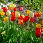  Spring Brights Darwin Hybrid Tulip Mix