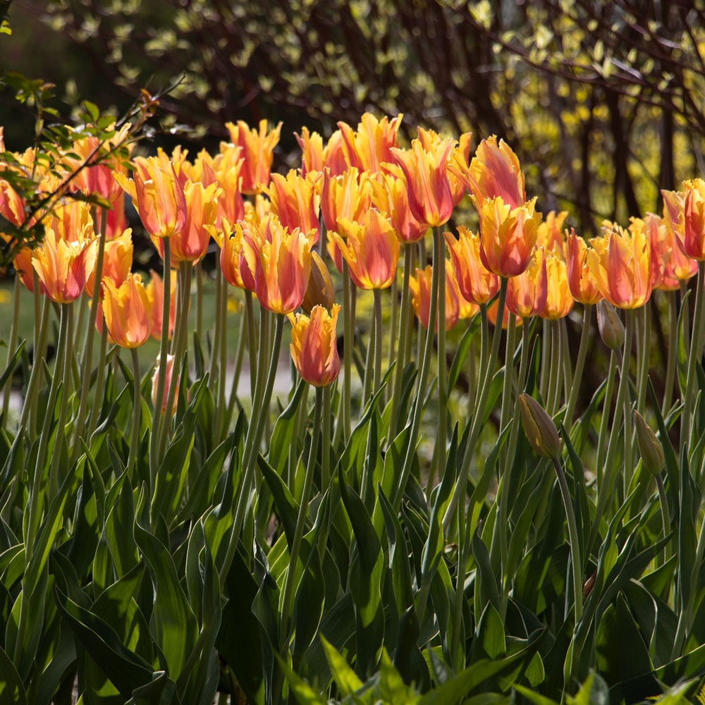 Tulip 'Flaming Memory'