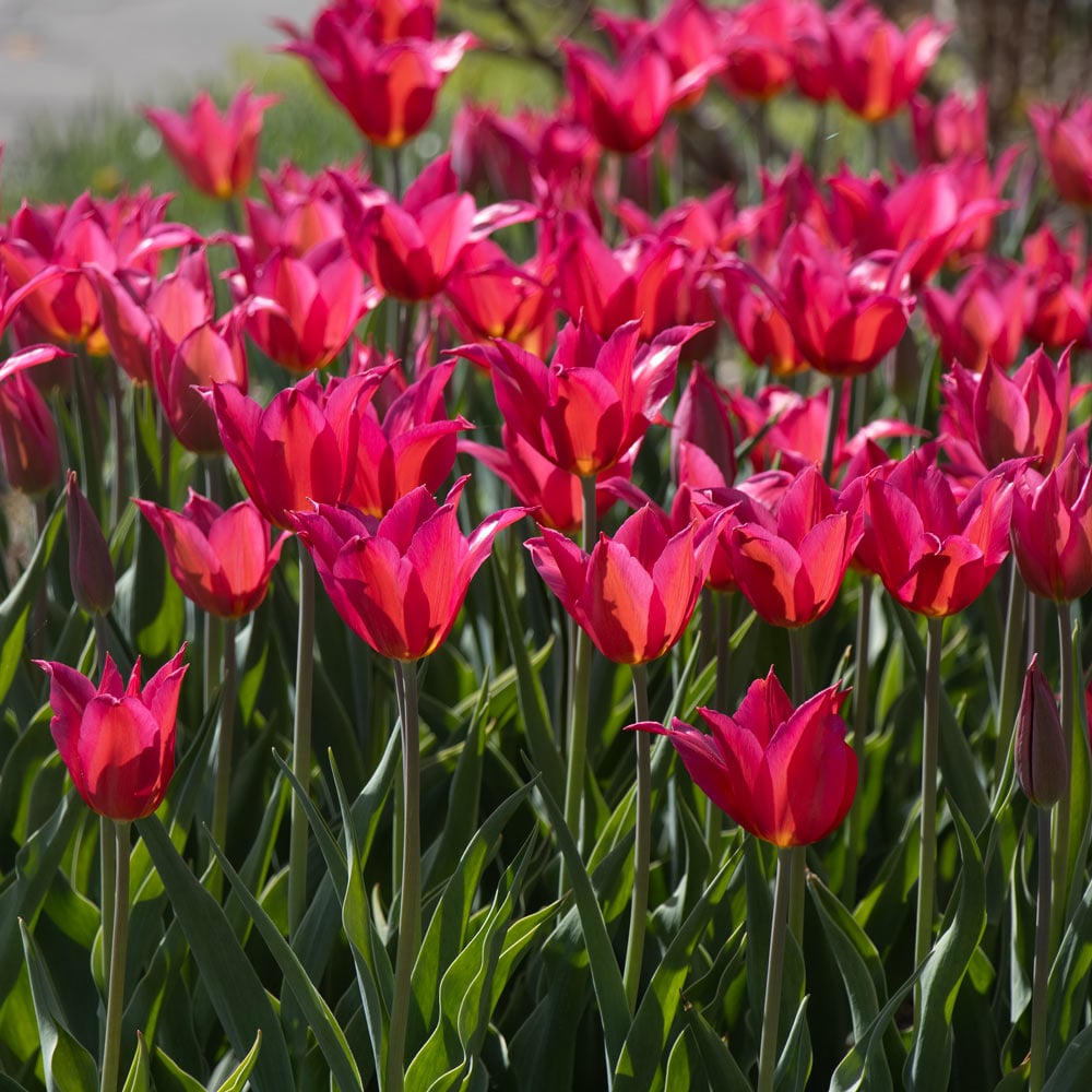 Tulip 'Queen Rania'