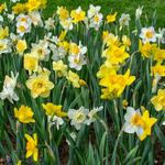  Weatherproof Large-Cupped Daffodil Mix