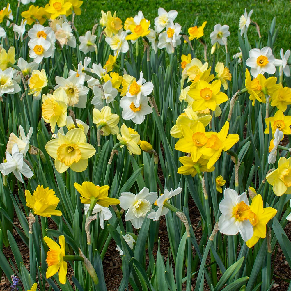 Weatherproof Large-Cupped Daffodil Mix