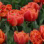  Tulip 'Caracas'