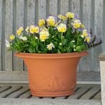 Hosta Pot Small