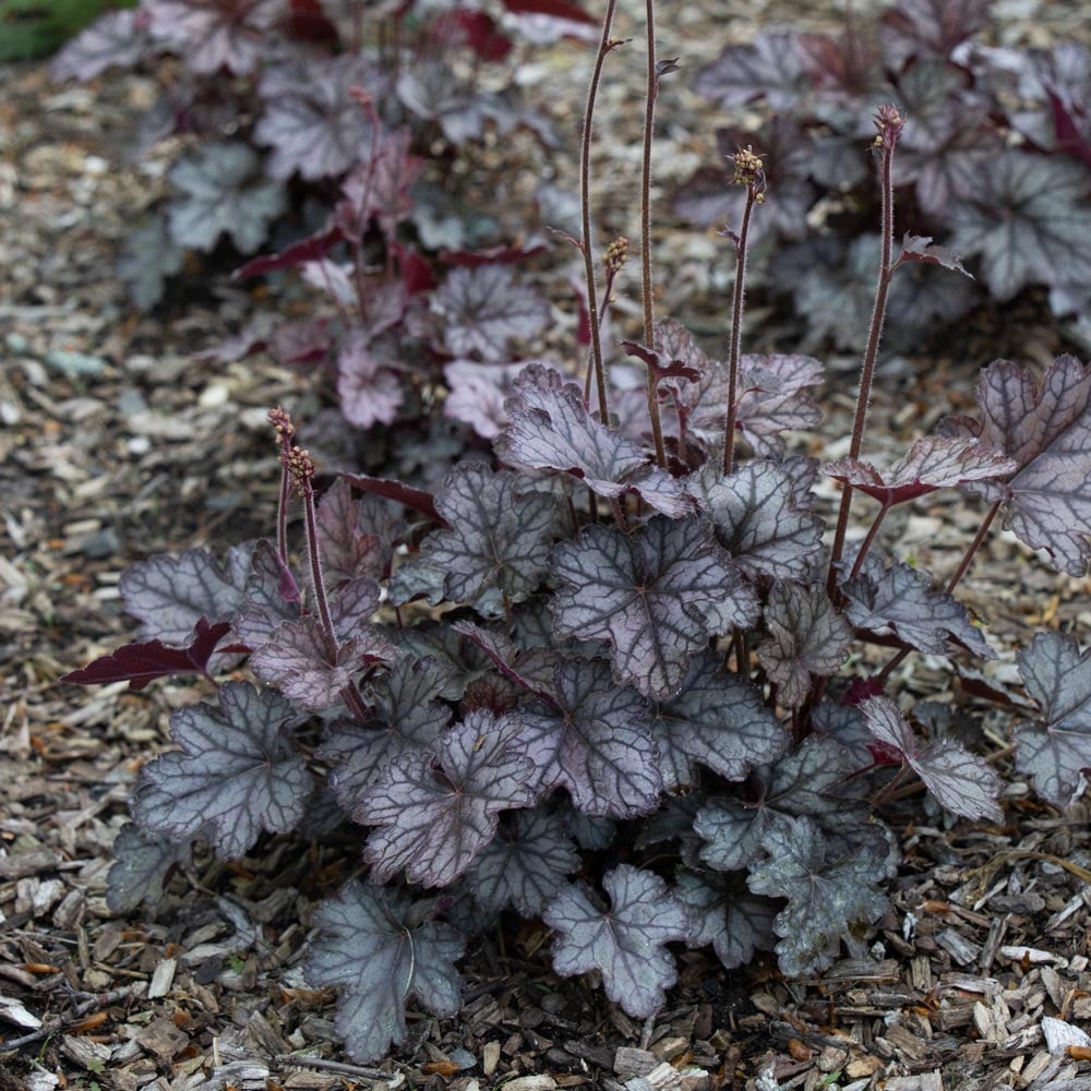 Heuchera 'Color Dream'