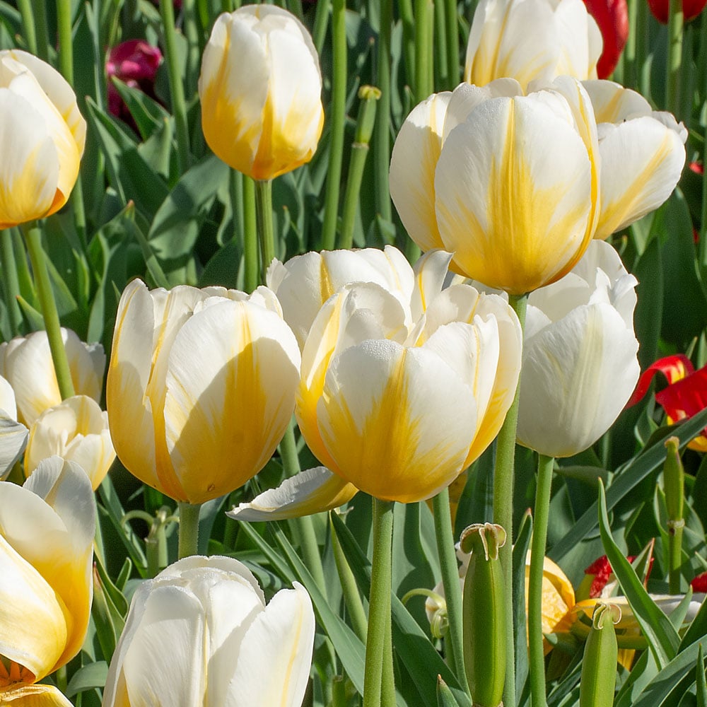 Tulip 'Lemon Chiffon'