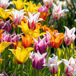  The Corps de Ballet Tulip Mix