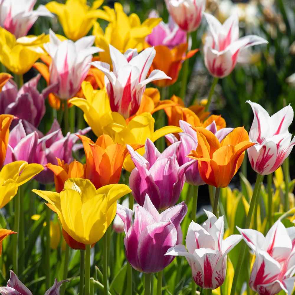 The Corps de Ballet Tulip Mix | White Flower Farm, image size:1000x1000