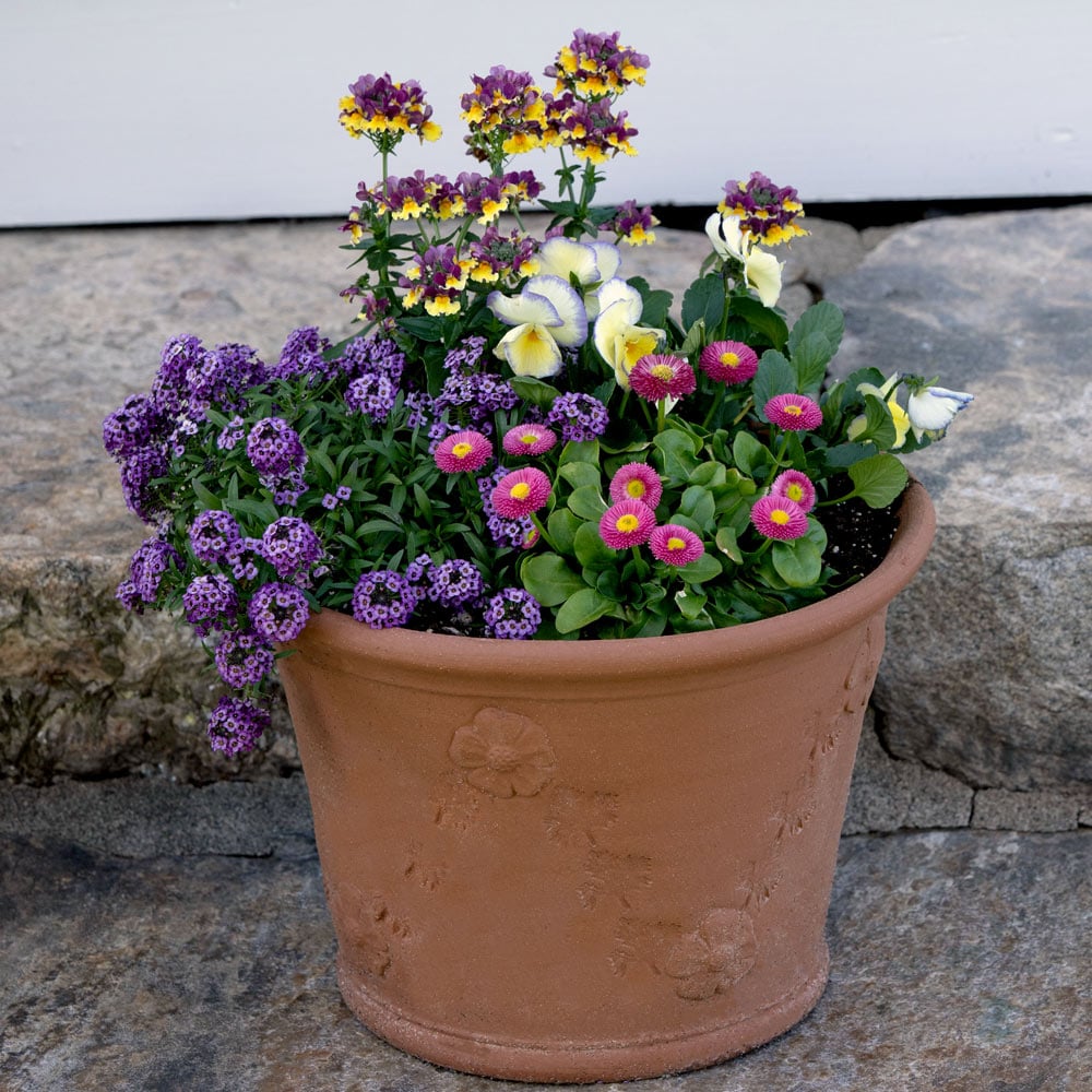 Whichford RHS Creeping Buttercup Planter
