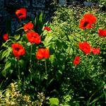  Papaver orientale 'Beauty of Livermere'