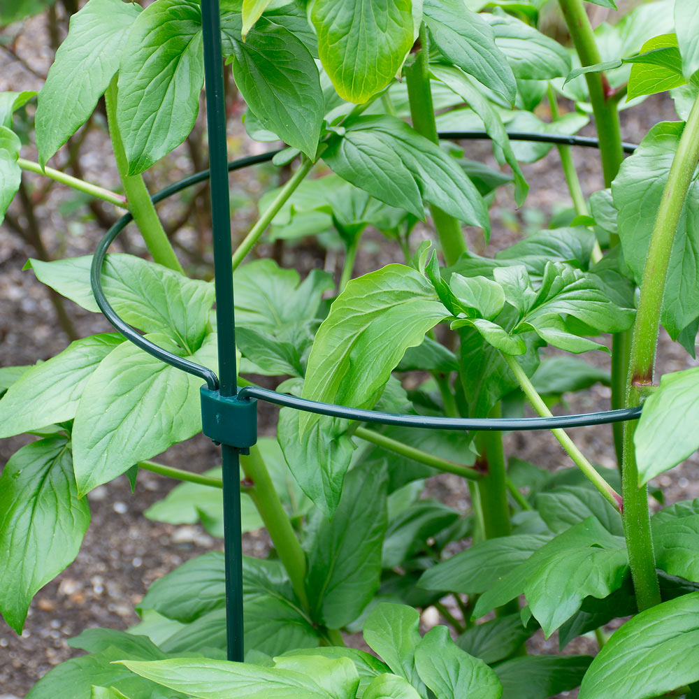 Side Plant Support Ring