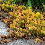  Sedum rupestre 'Angelina'