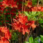  Azalea 'Satan'