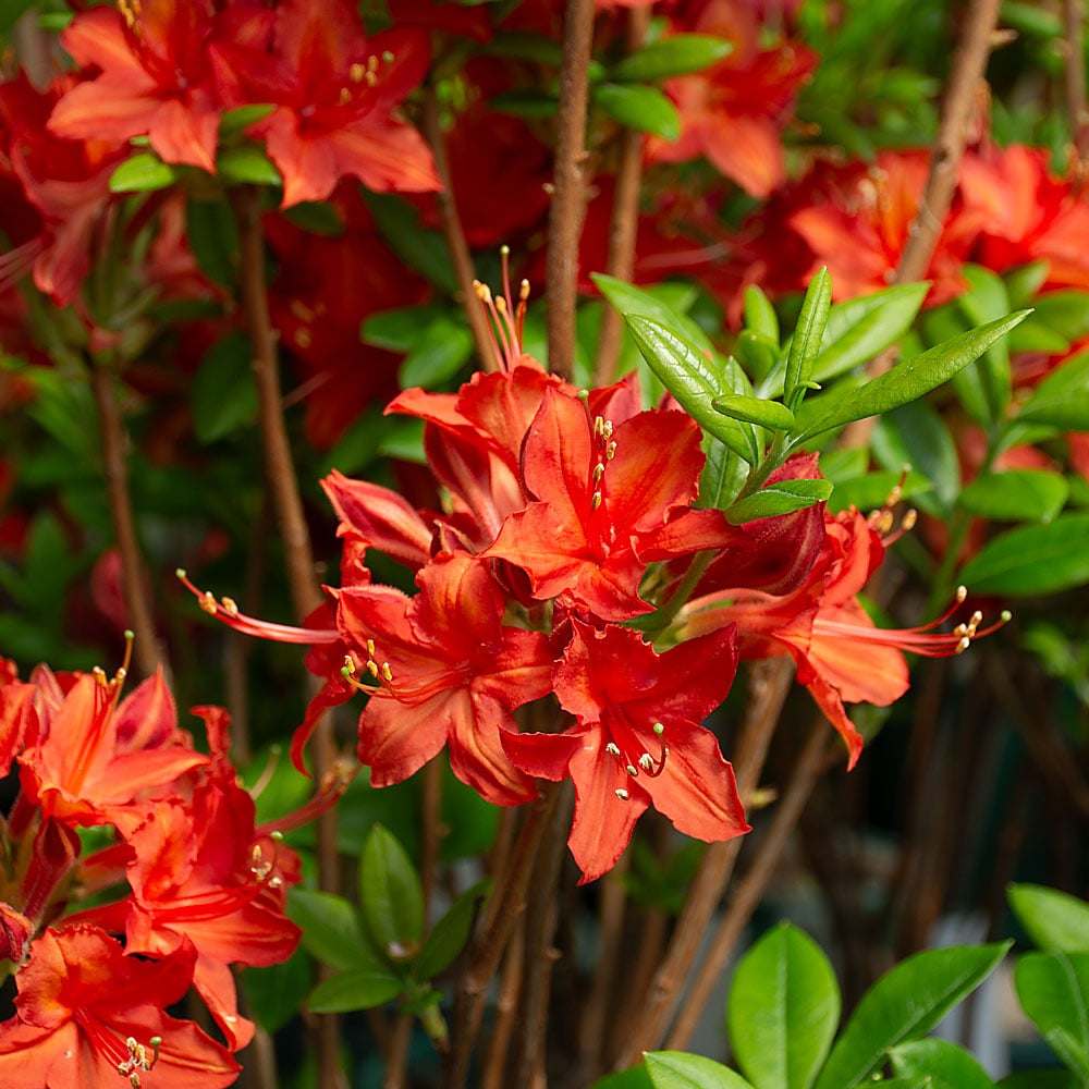 Azalea 'Satan'