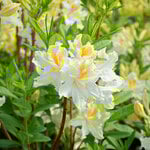  Azalea 'White Swan'