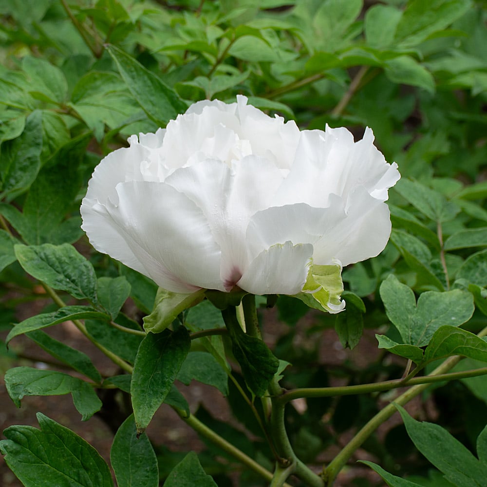 Tree Peony 'Ezra Pound' | White Flower Farm