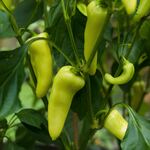  Pepper 'Sweet Banana'